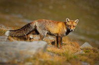Liska obecna - Vulpes vulpes - Red Fox 2152